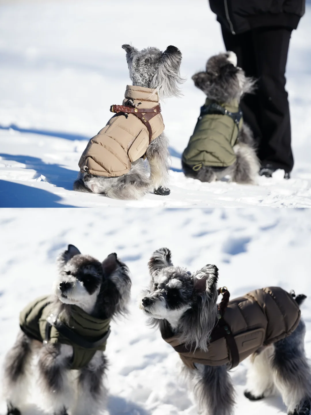 北京遛狗党!玉渡山玩雪太快乐了