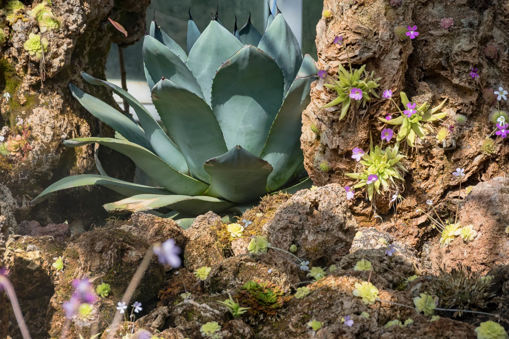 植物爱好者的天堂,昆明必玩景点扶荔宫攻略