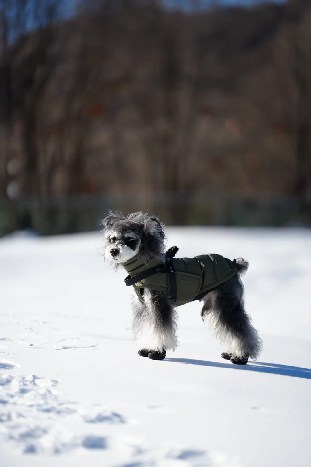 北京遛狗党!玉渡山玩雪太快乐了