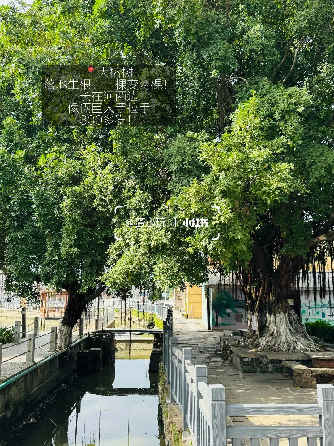 迄今为止❗️我最爱的佛山百年水上古村出现了