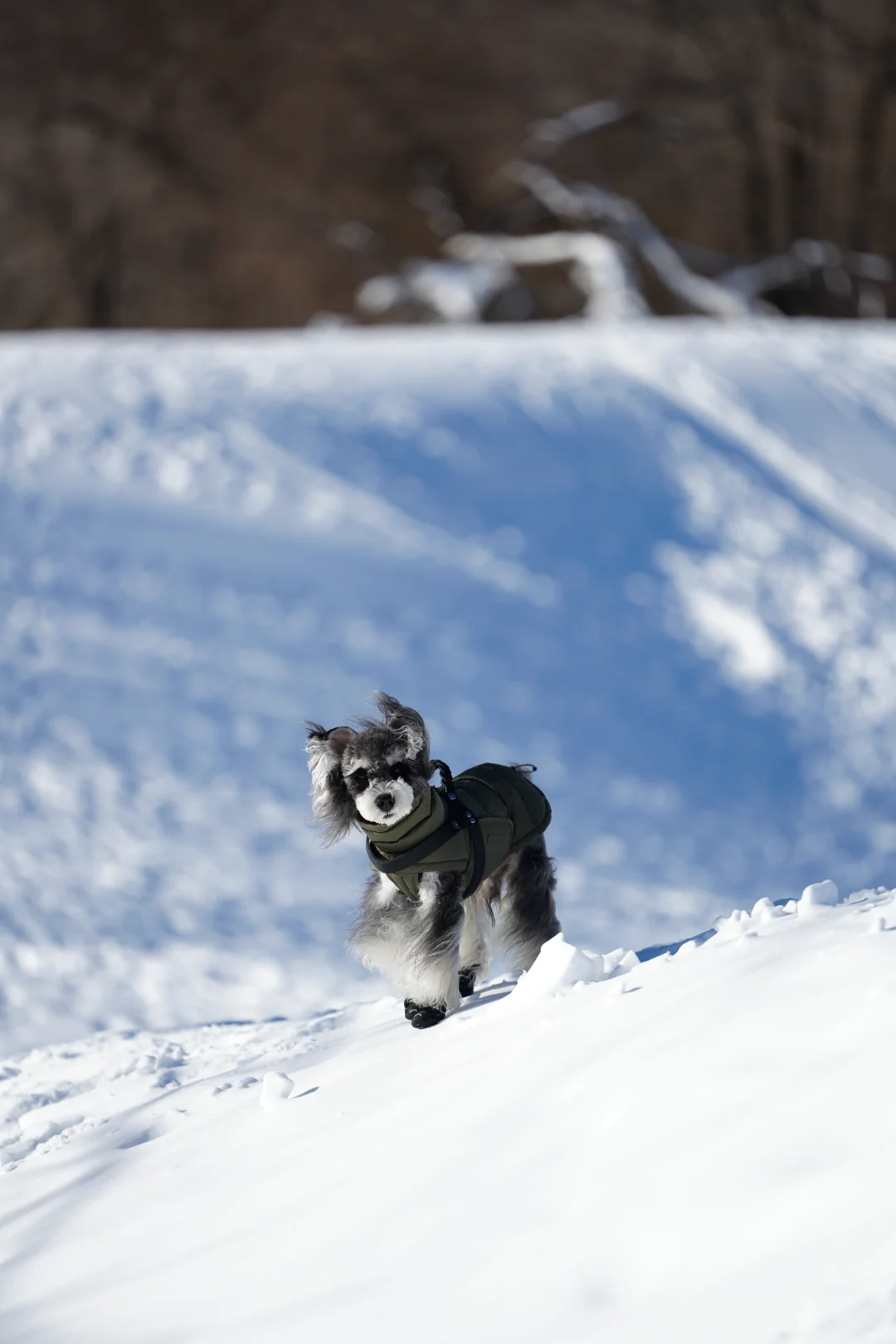 北京遛狗党!玉渡山玩雪太快乐了