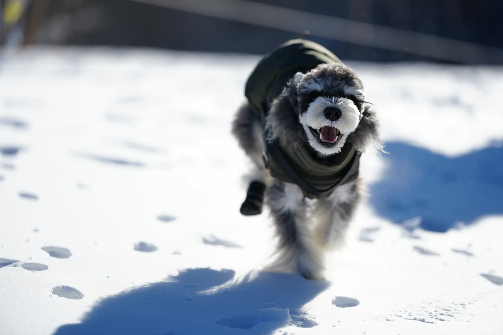 北京遛狗党!玉渡山玩雪太快乐了