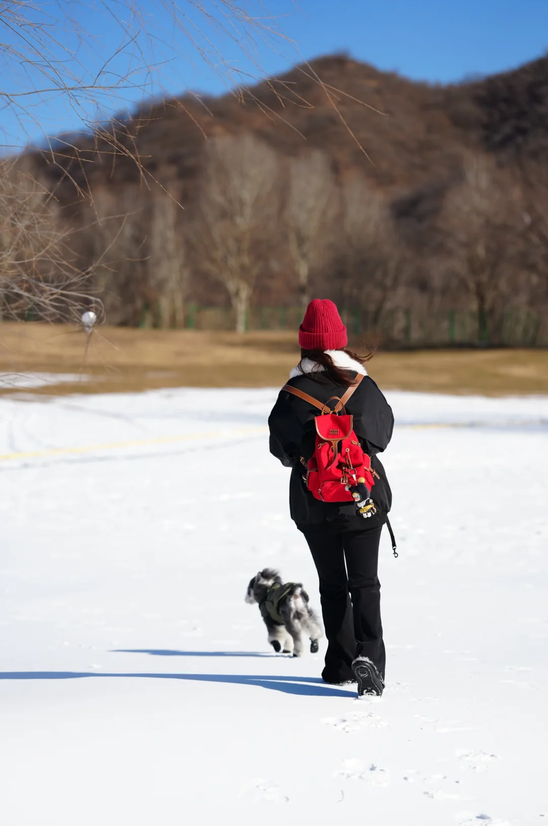 北京遛狗党!玉渡山玩雪太快乐了