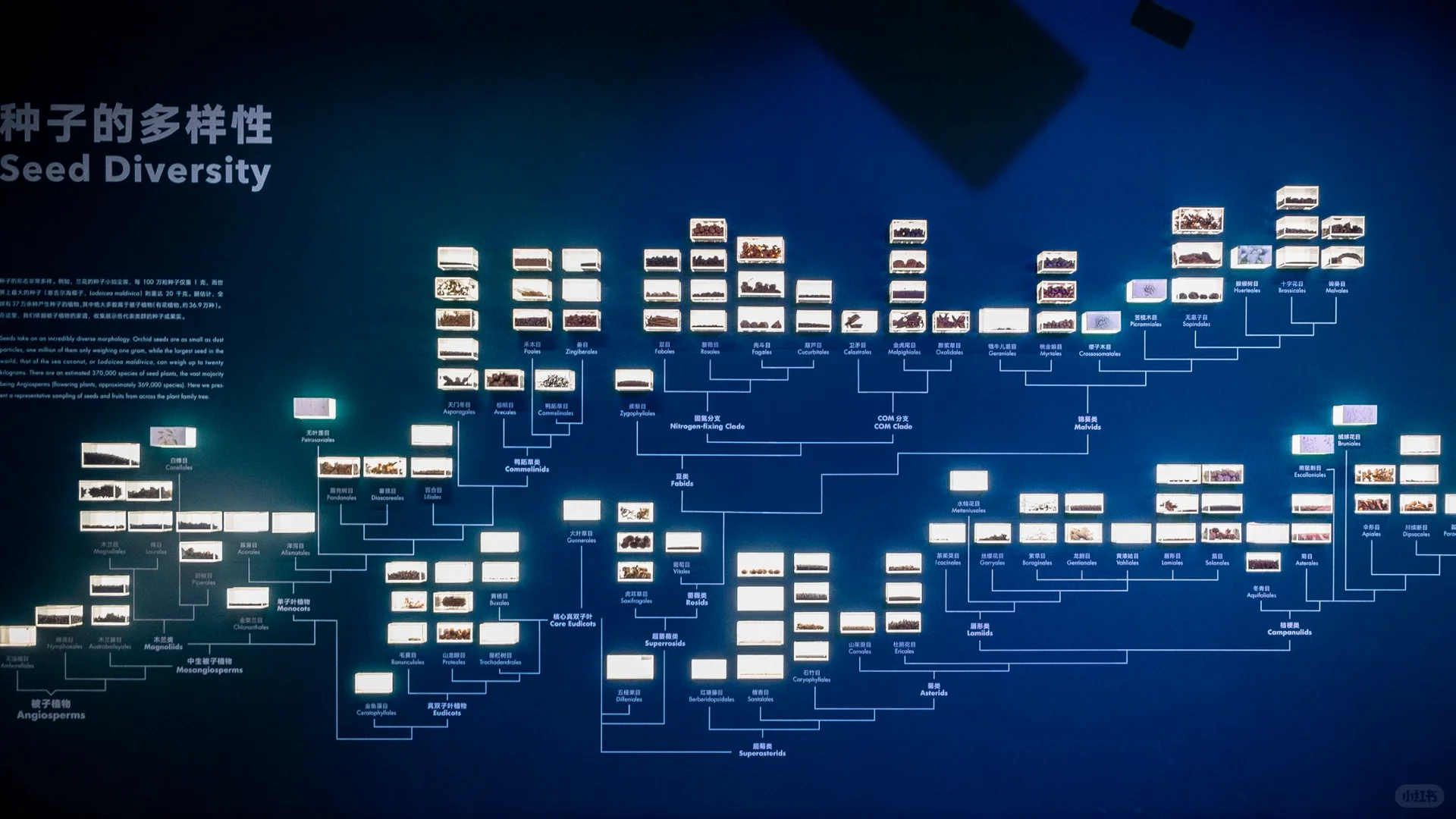 植物爱好者的天堂,昆明必玩景点扶荔宫攻略