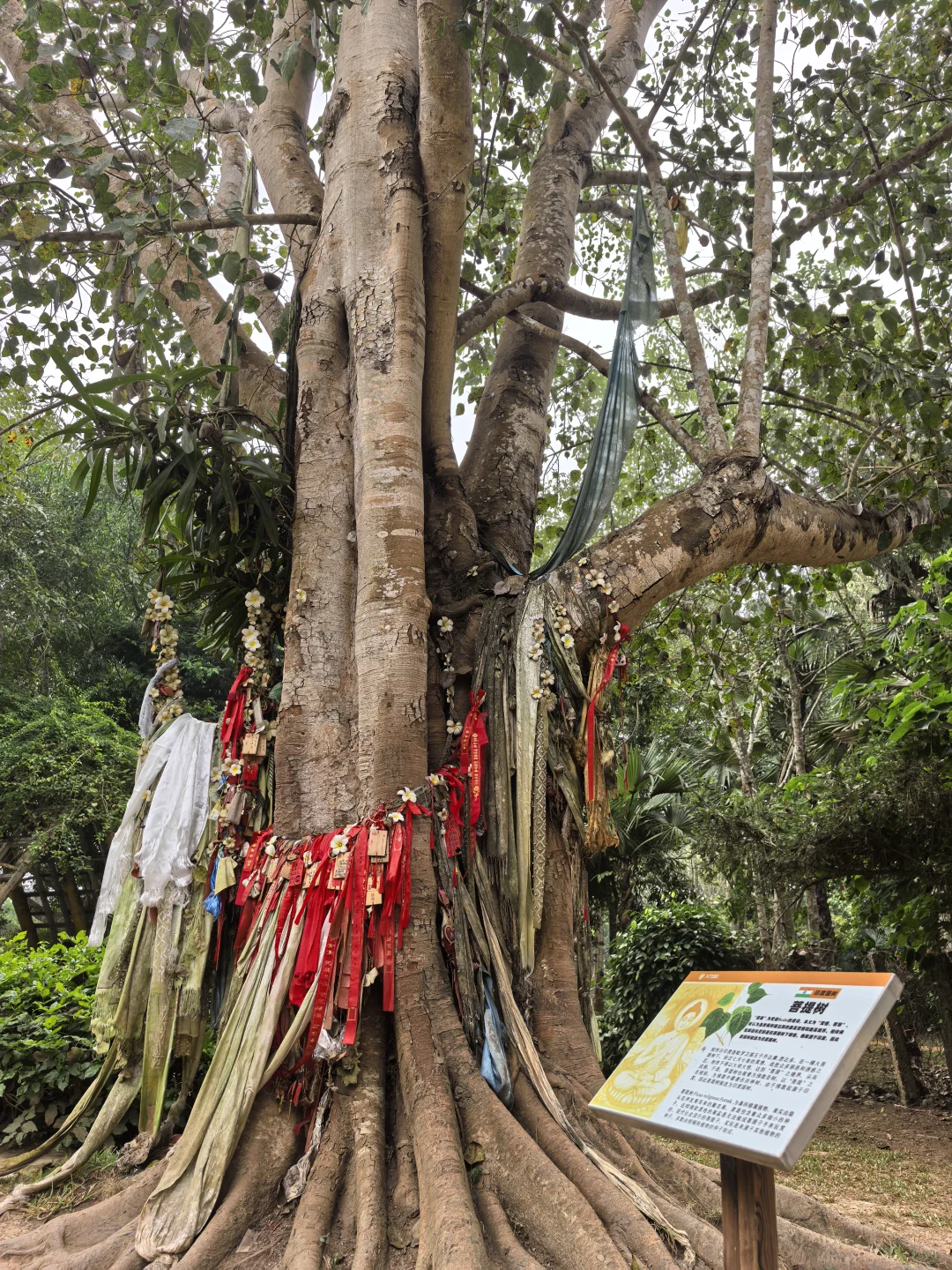 版纳必玩的两个景点
