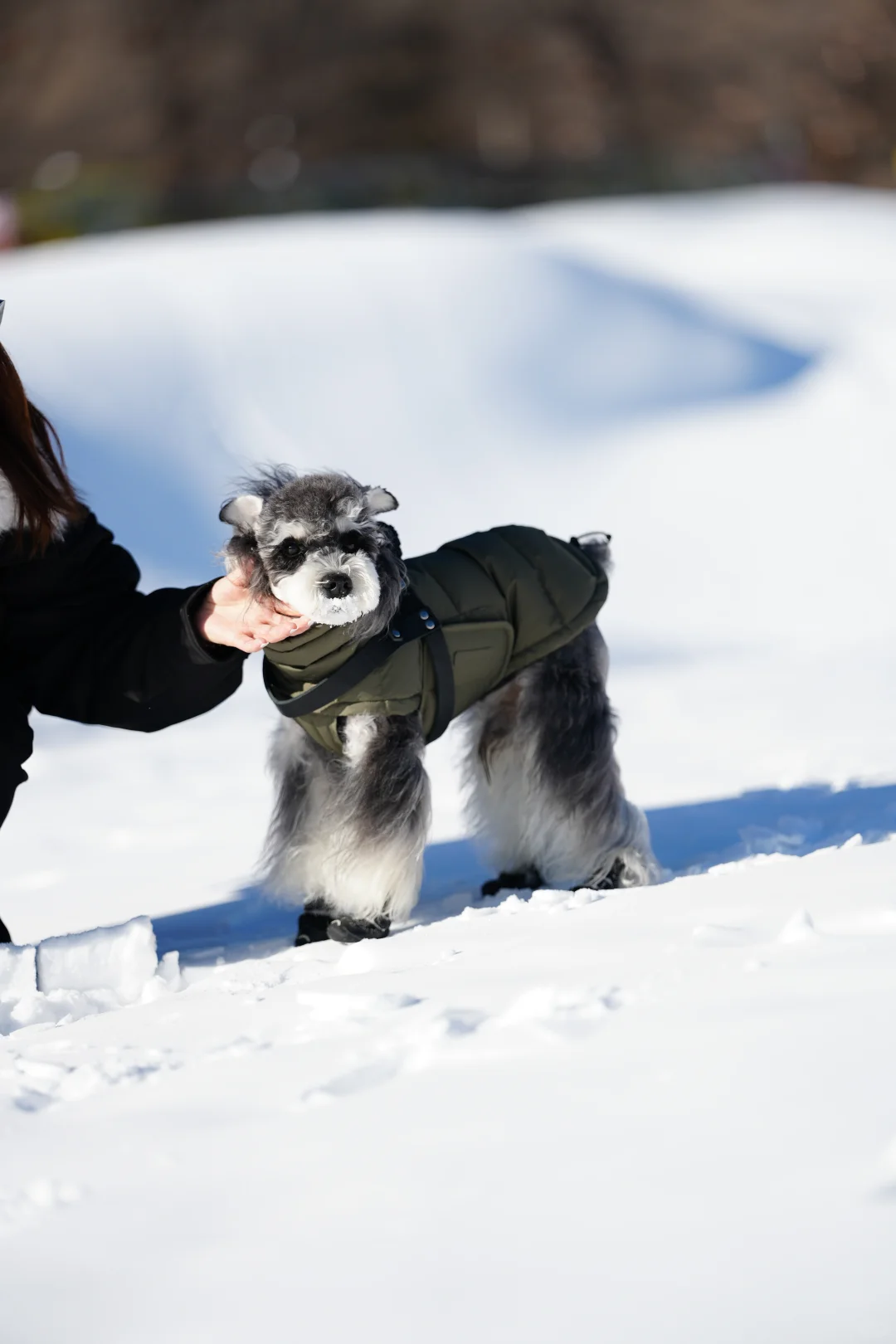 北京遛狗党!玉渡山玩雪太快乐了