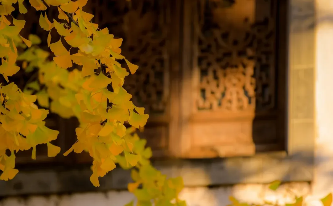 金陵的深秋，是一幅幅斑斓的油画🖼️