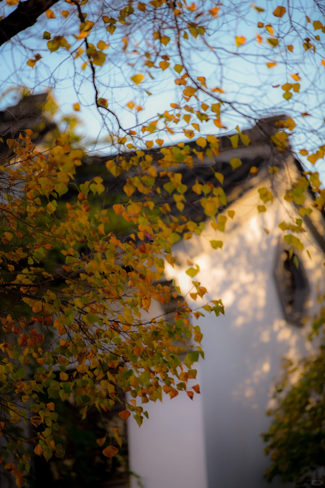 金陵的深秋，是一幅幅斑斓的油画🖼️