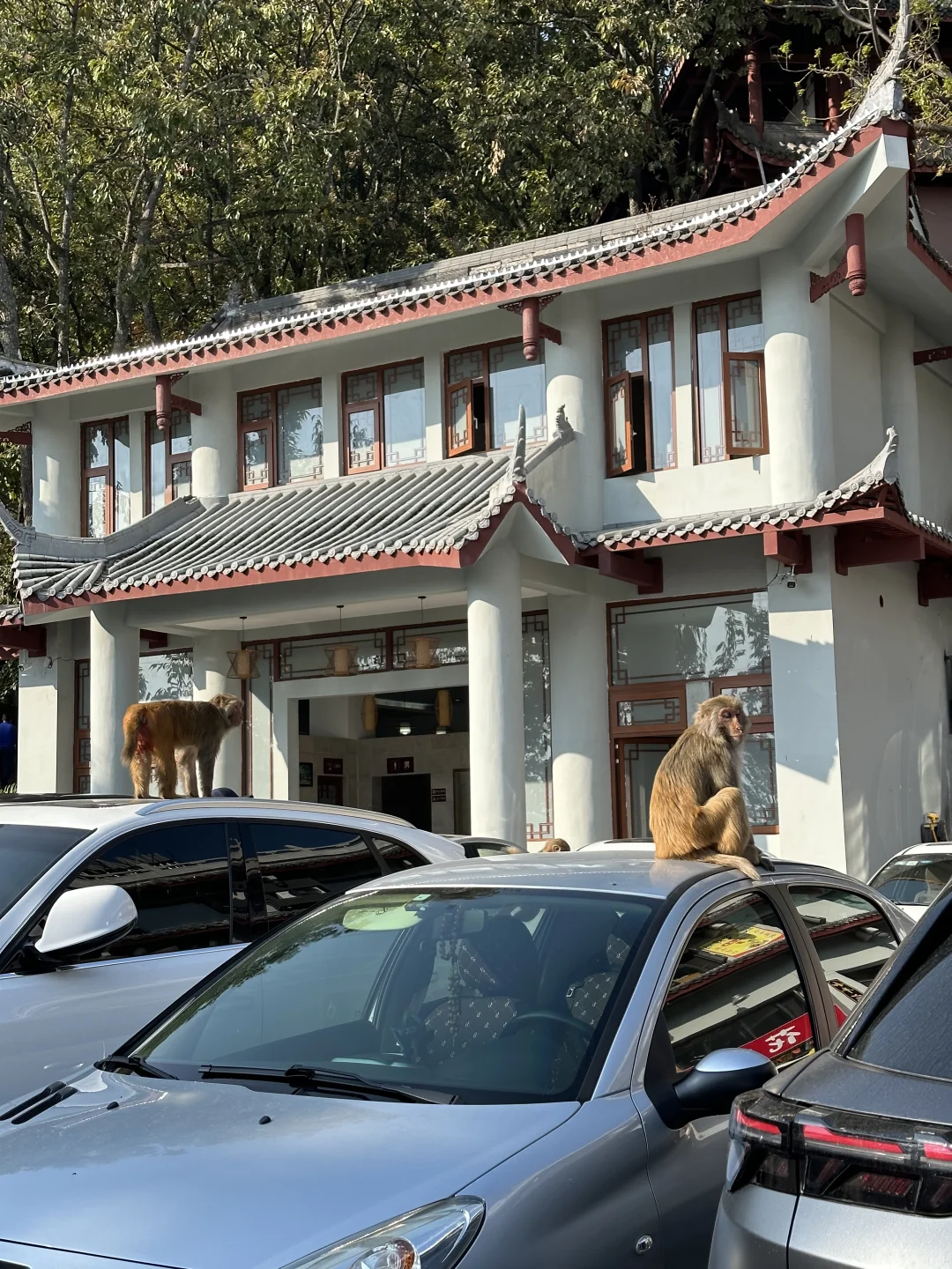 西昌泸山 爬过的你们嘴可真严啊