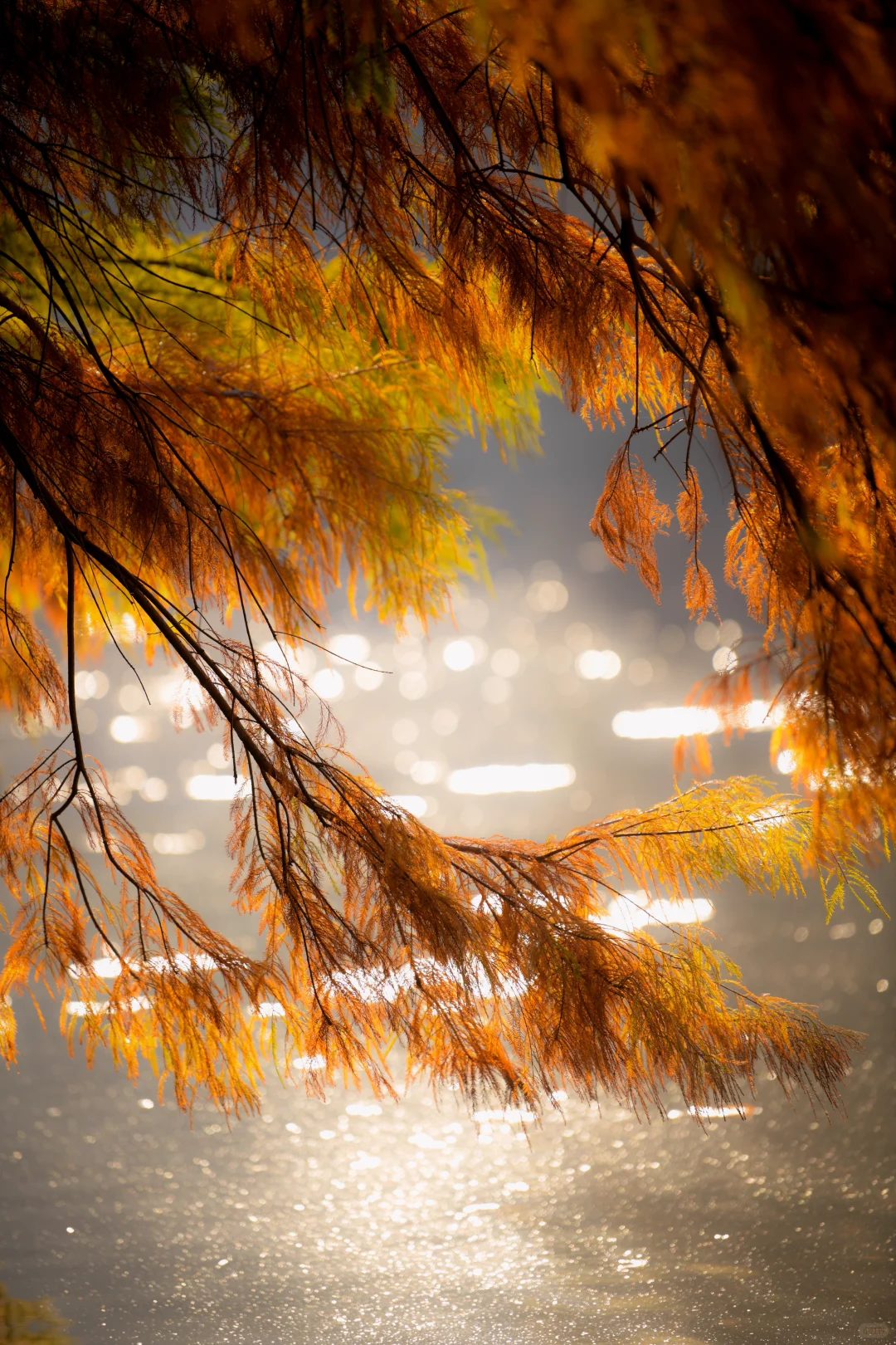 金陵的深秋，是一幅幅斑斓的油画🖼️