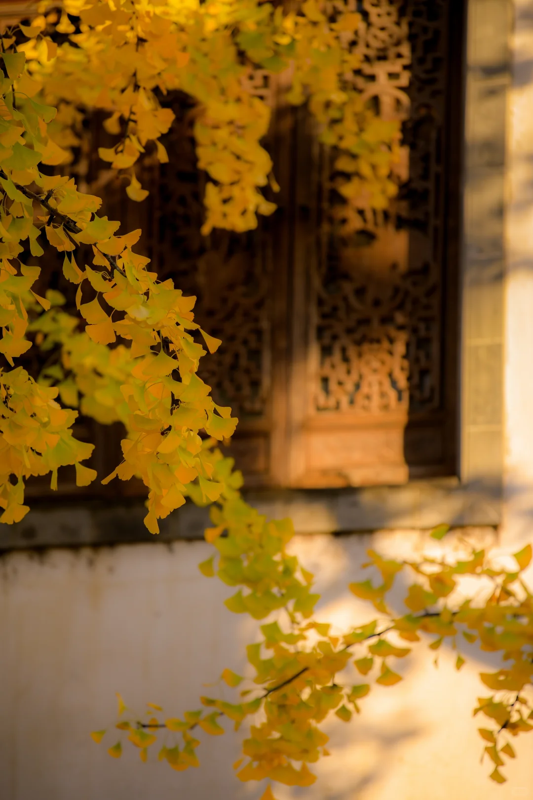 金陵的深秋，是一幅幅斑斓的油画🖼️