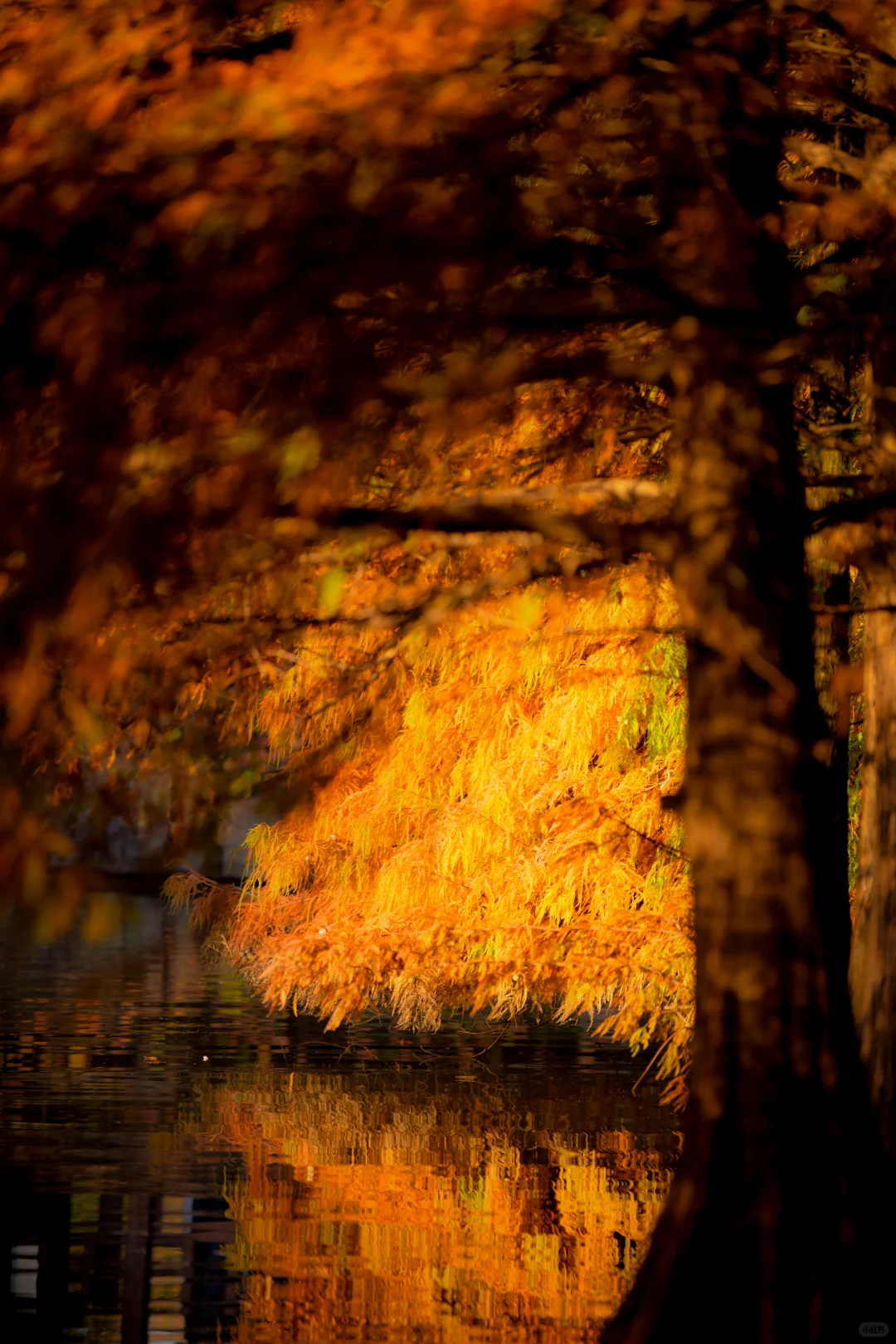 金陵的深秋，是一幅幅斑斓的油画🖼️