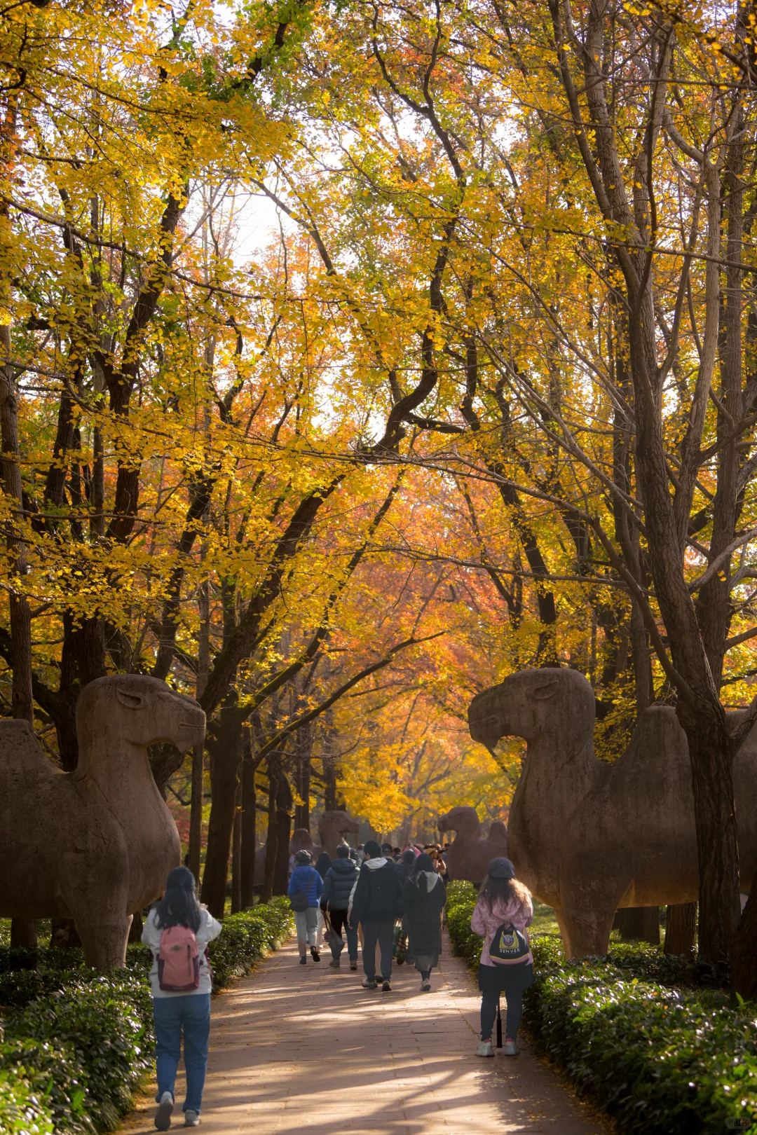 金陵的深秋，是一幅幅斑斓的油画🖼️