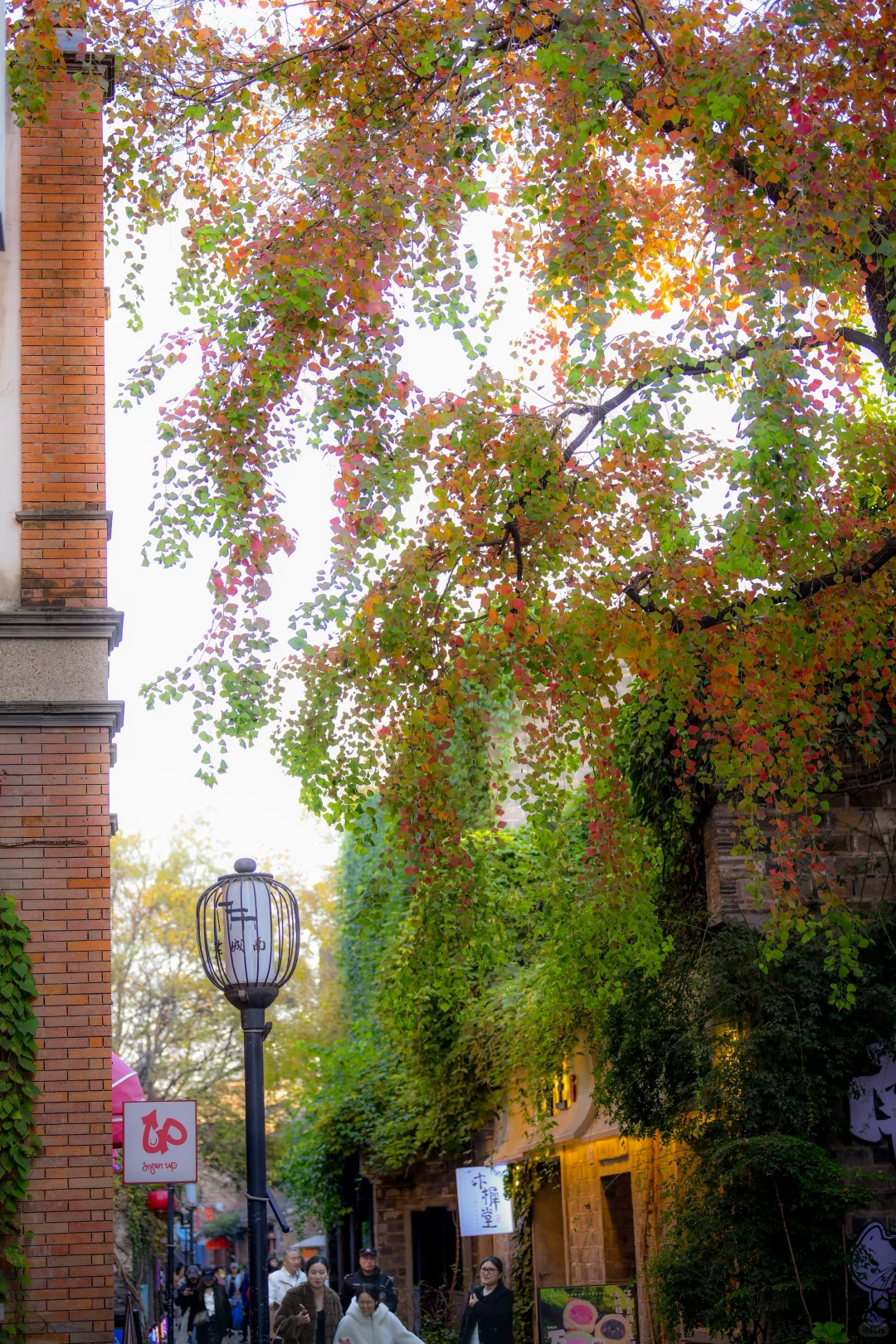 金陵的深秋，是一幅幅斑斓的油画🖼️