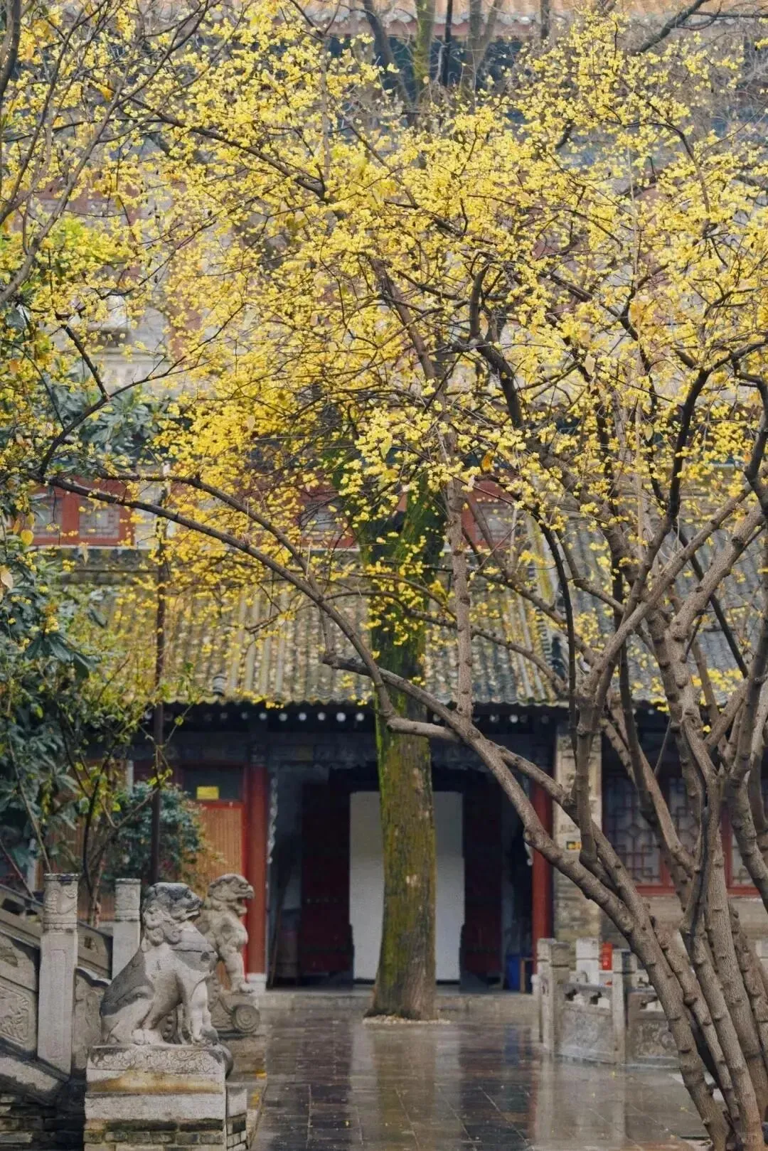 西安“最美”赏腊梅景点,暗香浮动,花俏立枝头,还能撸猫喂鸽子,祈福,地铁直达,免费