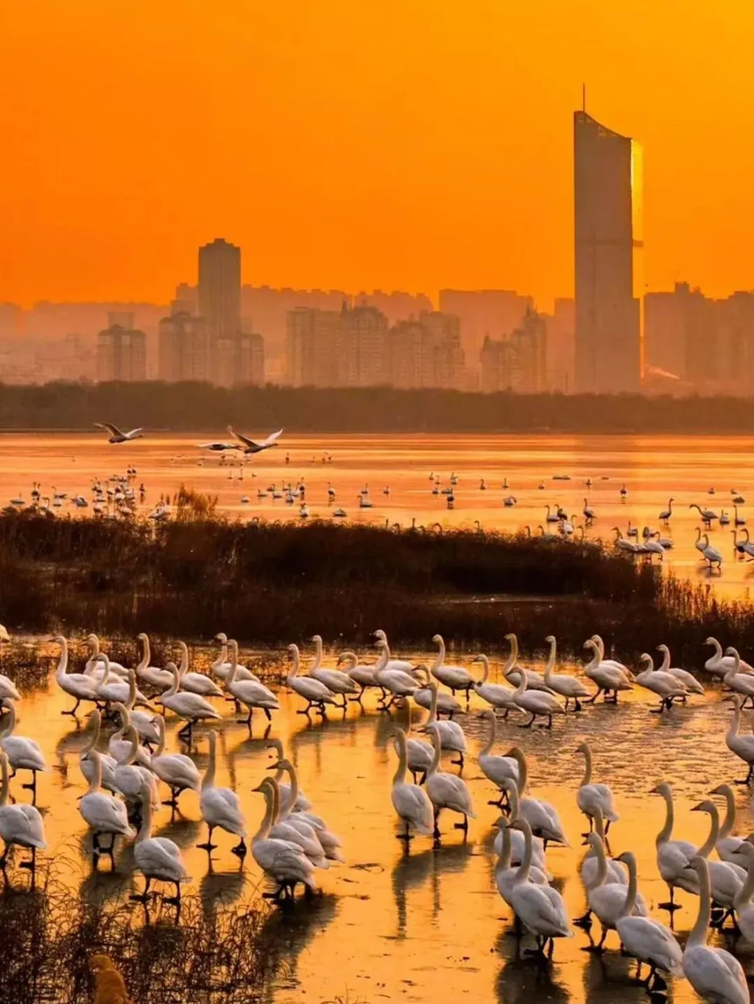三门峡旅游避坑指南(观赏天鹅篇)