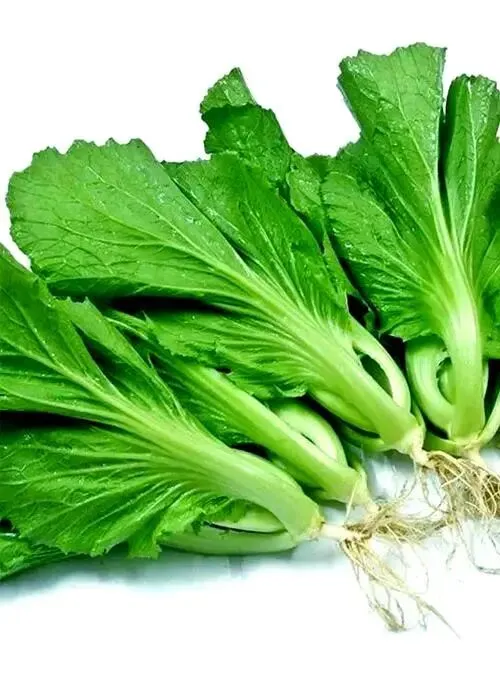 大量日本游客涌入茂名市,打着旅游幌子不逛放鸡岛不吃水东芥菜,为什么