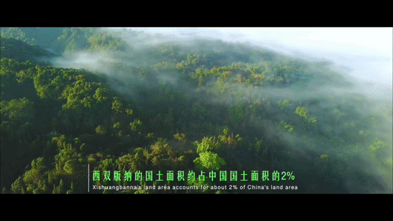 来西双版纳旅游必住的14个轻奢民宿酒店,既小众又特色【附1~6日深度游玩路线】