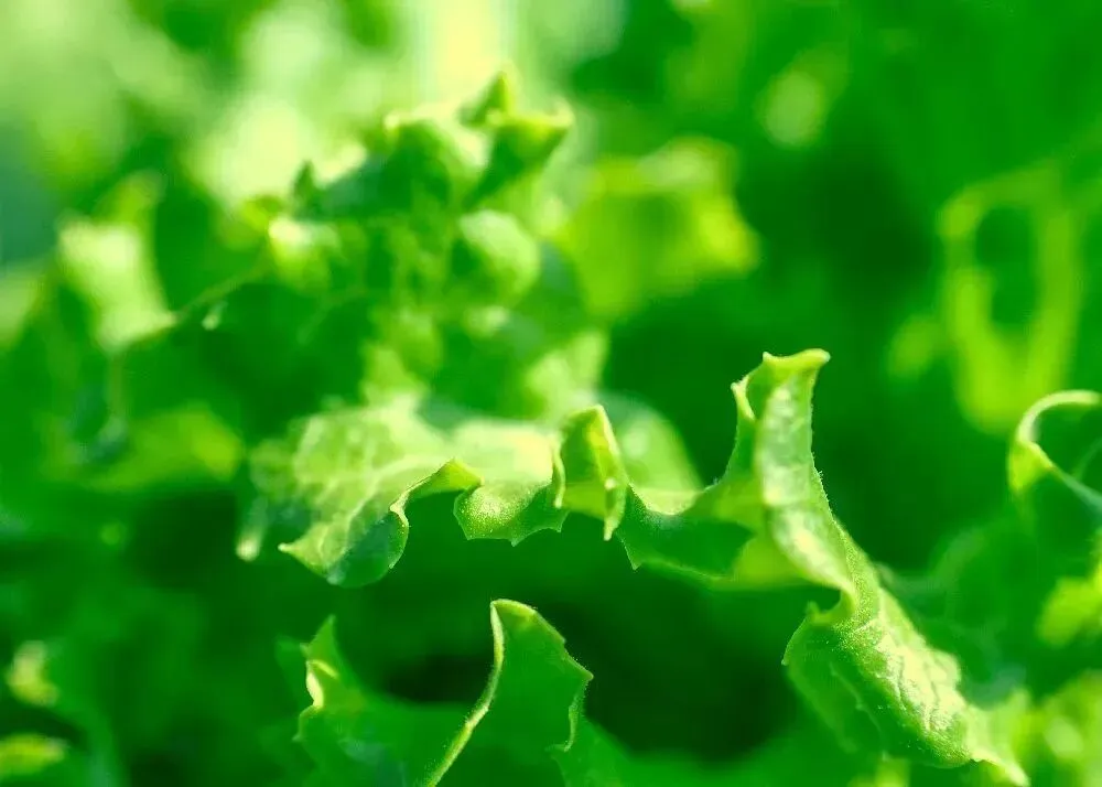 中国出境游市场持续回暖 旅游模式多样