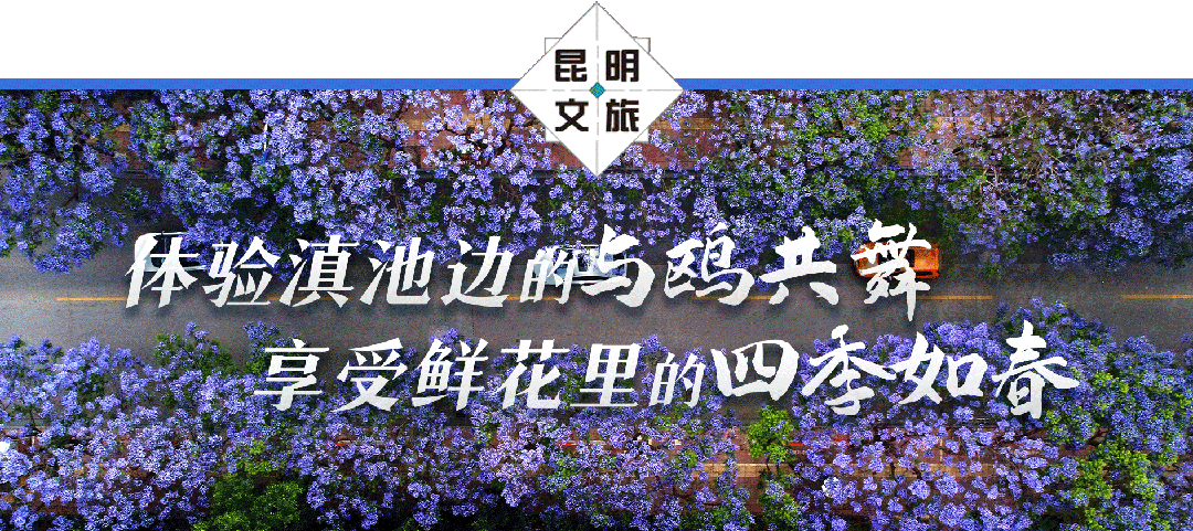 通知!黄金岸线旅游巴士1月9日起恢复营运