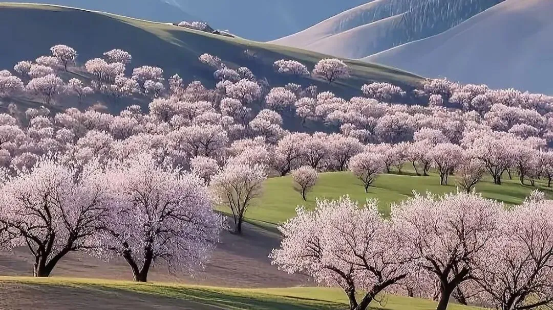 新疆旅游攻略 | 开启梦幻西域之旅