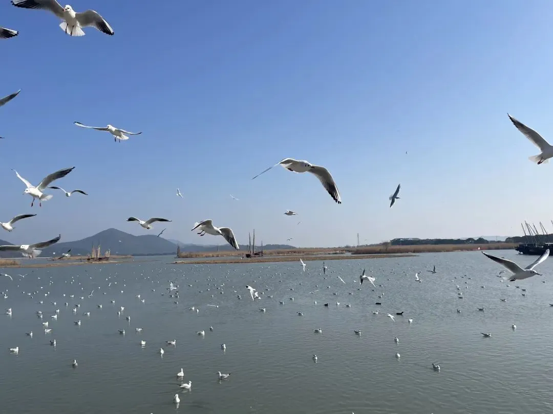 上海周边冬天最值得打卡景点