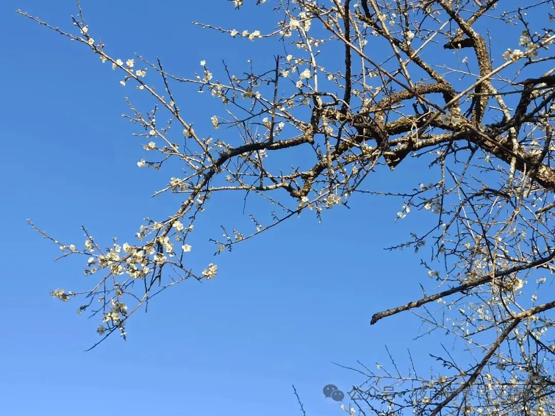 景点推荐:坪上梅花香