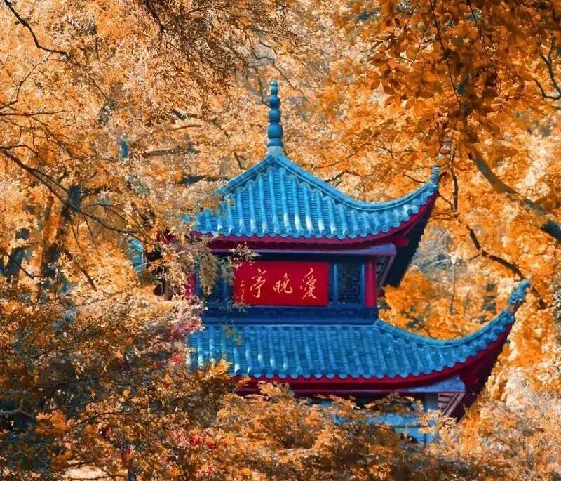 大量日本游客涌入湖南长沙,打着旅游幌子不逛岳麓山不吃臭豆腐,为什么