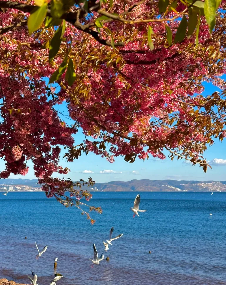 大量日本游客涌入云南玉溪,打着旅游幌子不逛抚仙湖不吃通海酱菜,为什么