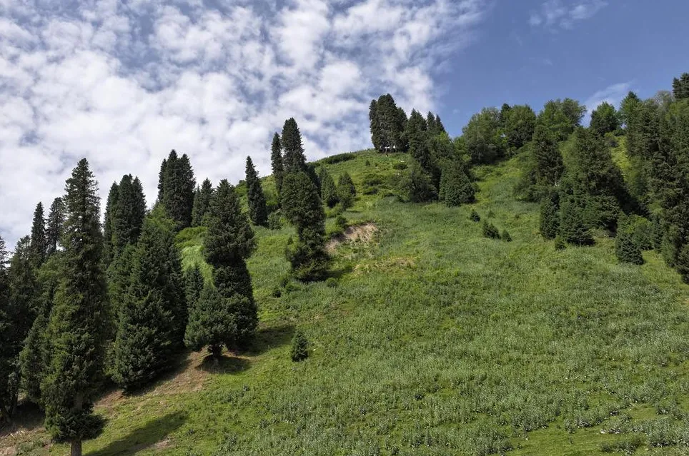 大量澳门大学生涌入新疆那拉提,打着旅游的幌子,不去草原不吃纳仁,为哪般