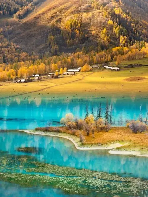 大量日本游客涌入新疆喀纳斯,打着旅游幌子不逛喀纳斯景区不尝烤全羊,为什么