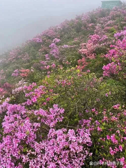 大量日本游客涌入吉安,打着旅游的幌子,不逛井冈山,不吃安福火腿,为什么?