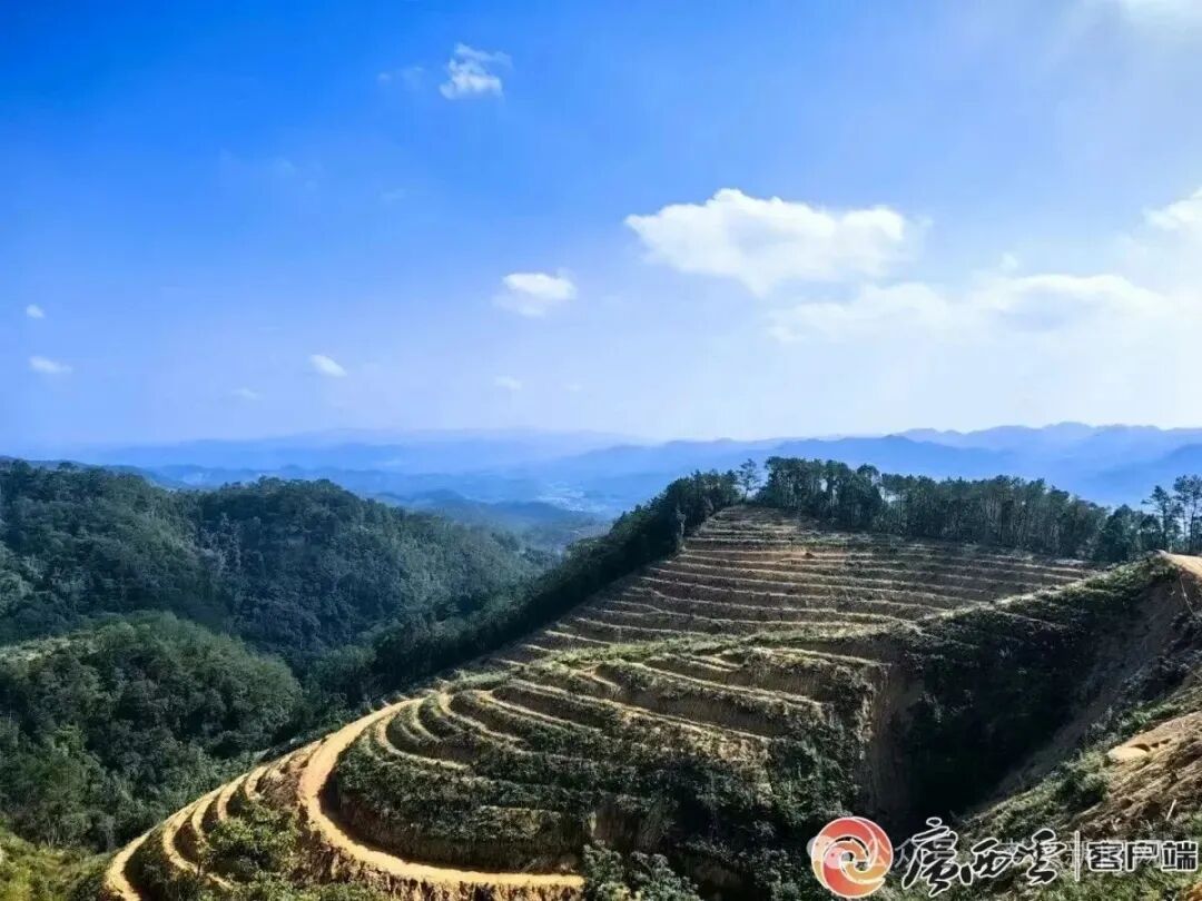 岑溪这里打造万亩观光景区,村民月入5000+