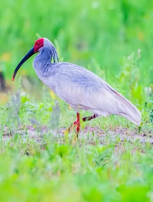 大量日本游客涌入略阳县,打着旅游幌子不逛灵岩寺不吃罐罐茶,为什么