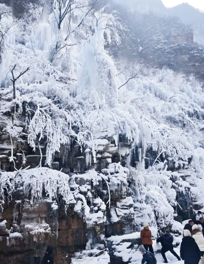 大量日本游客涌入焦作,打着旅游幌子不游云台山不吃驴肉黄河鲤鱼,为什么?
