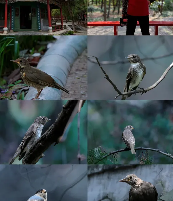 大量日本游客涌入丹东,打着旅游幌子不逛鸭绿江不吃焖子,为什么