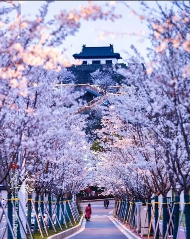 大量日本游客涌入南京,打着旅游幌子不逛中山陵不吃盐水鸭,为什么?