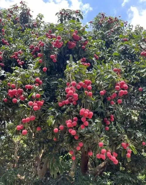 荔枝之乡与生态旅游胜地——广州增城