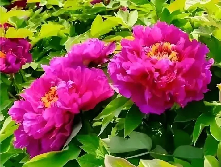 跟着经典诗词去旅游之四一一牡丹之都洛阳