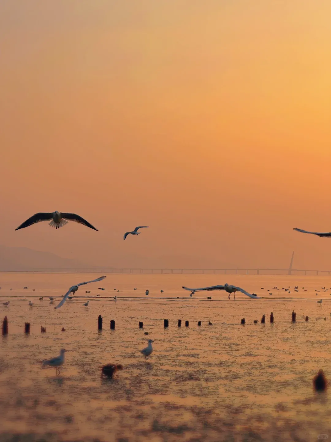 旅游攻略 | 玩转深圳:12大必逛景点+10大必吃特色美食,本地人推荐