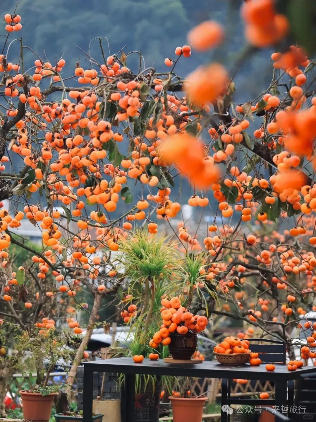 柿子季!在广西!冷门又好看的超小众旅游地推荐