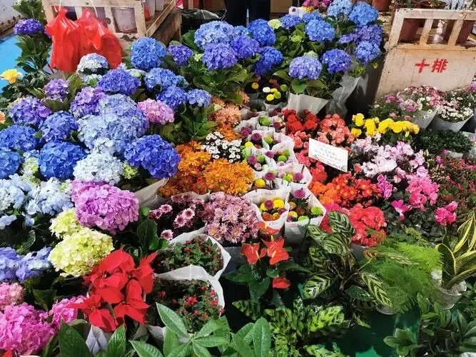 大量日本游客涌入昆明,打着旅游幌子不逛滇池不吃鲜花饼,为什么?