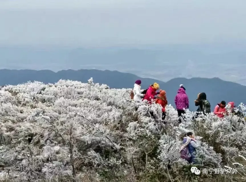 【大明山.雾凇】大明山景区赏雾凇冰凌活动召集!(有雾凇随时出发)228元/人