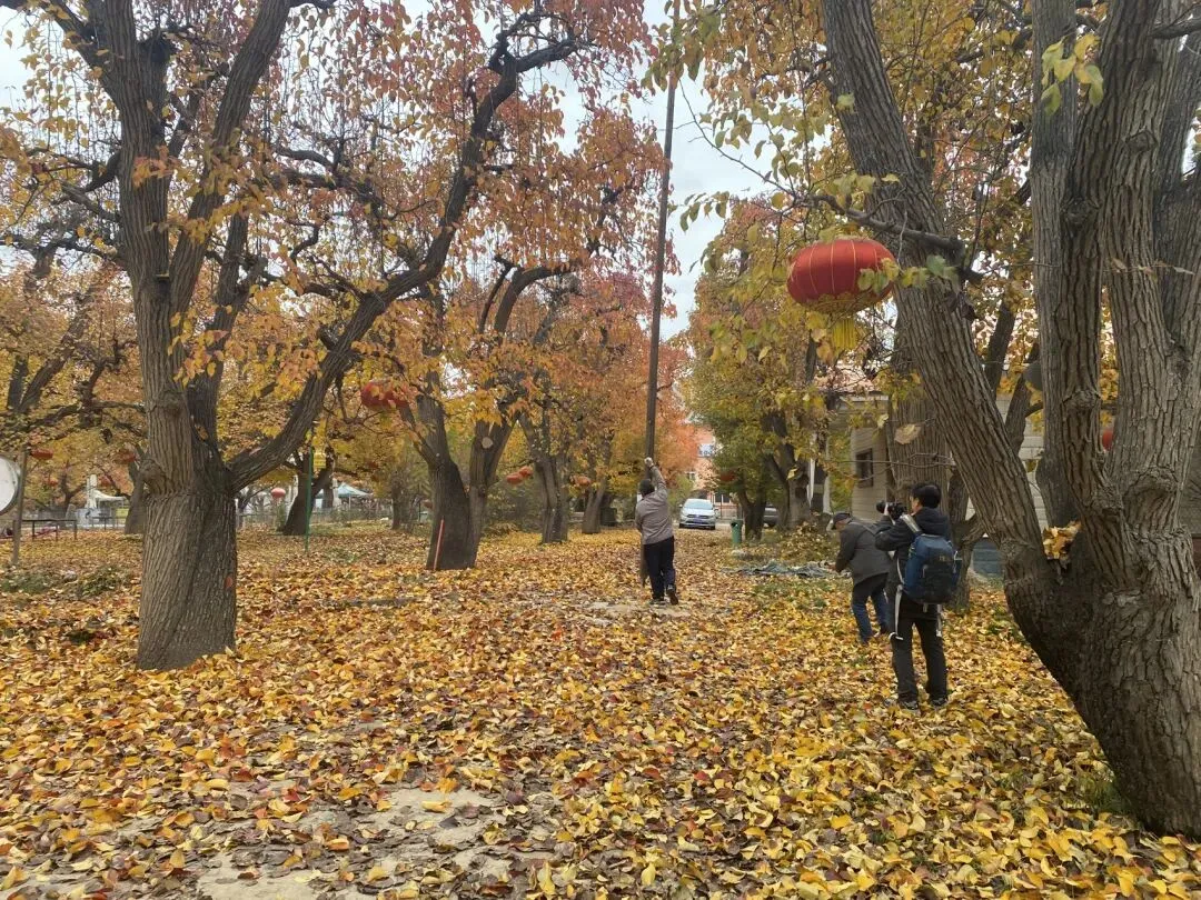 全球重要农业遗产赋能,什川古梨园旅游将迎来爆发期