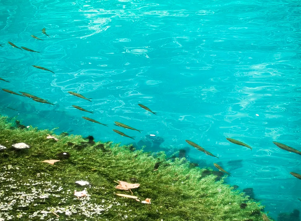 大批日本游客涌入贵州荔波,打着旅游的幌子,不看小七孔不逛大七孔,想干啥?