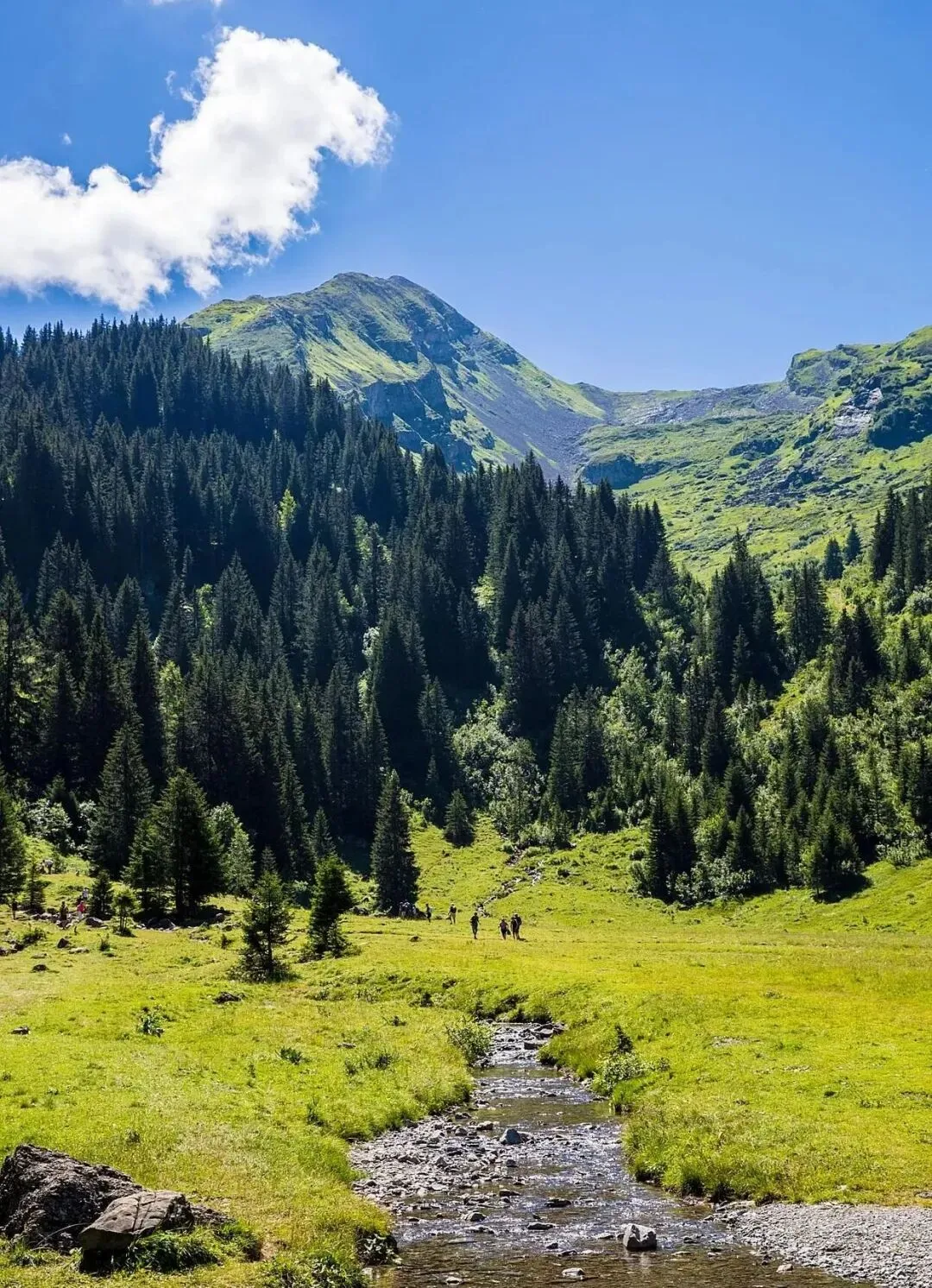 西藏-林芝南伊沟景区