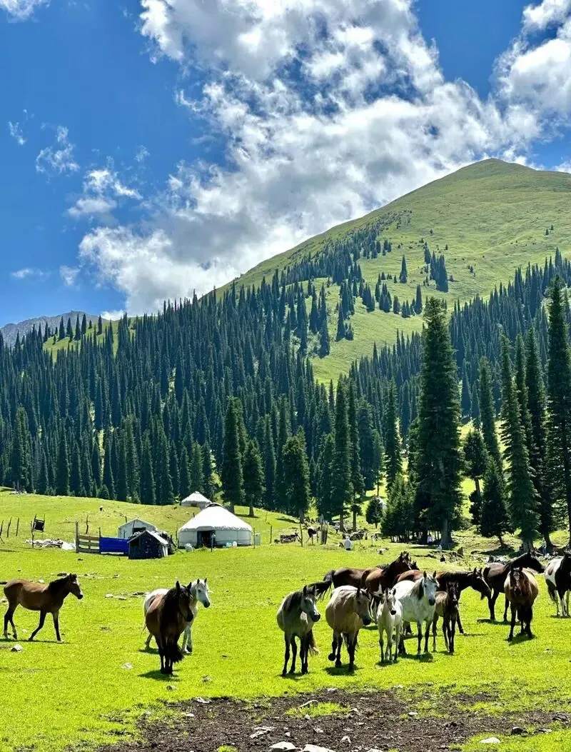 新疆那拉提草原把全国景区的饭碗给砸了