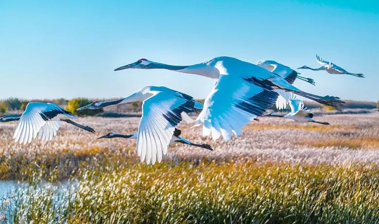 吉林白城六大必去景点,2026春节旅游最合适的地方,假期好去处