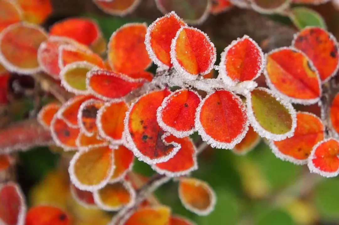 中老年人要多去旅游