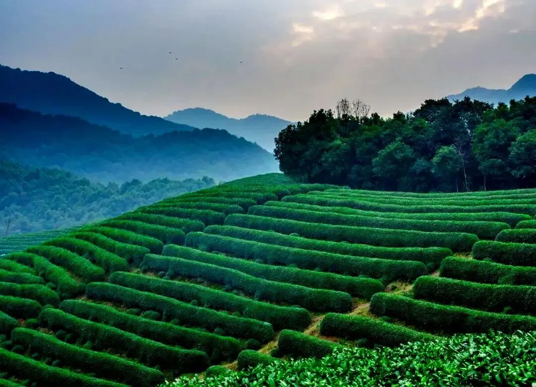 大量日本游客涌入河南信阳毛尖产区,打着旅游幌子不参观茶山不品鲜爽,为什么